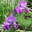 Iris germanica Double Dribble